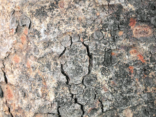 Texture - a bark of an old oak