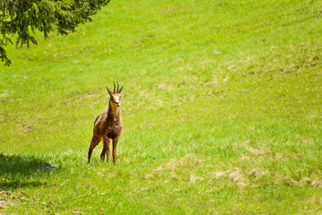 Gazelle in the meadow