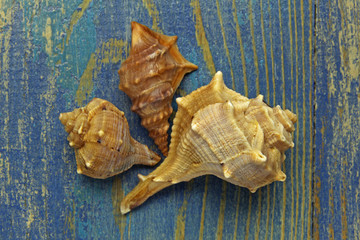 shells on blue wooden background