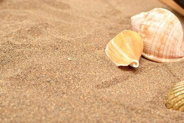 Fototapeta na wymiar Laptop and shell on sand