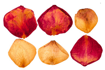 Dried red and white roses petals