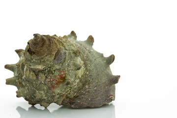 サザエ turban shell 白背景