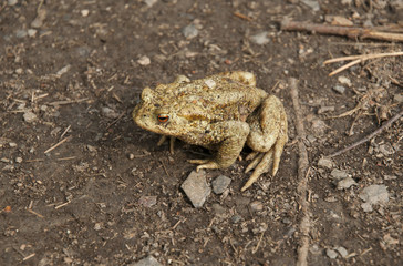 Common toad