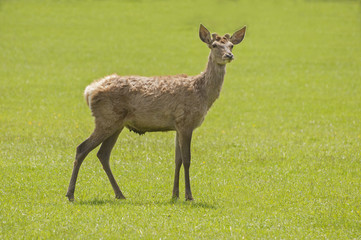 Red deer