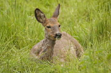 Roe deer