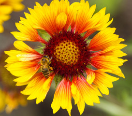 Flower with bee