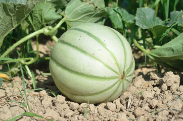 melon dans le champs