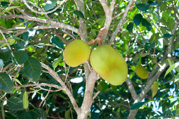 Durian (Durio zibethinus)