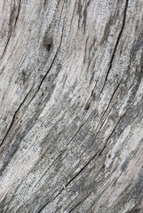 Old wood texture