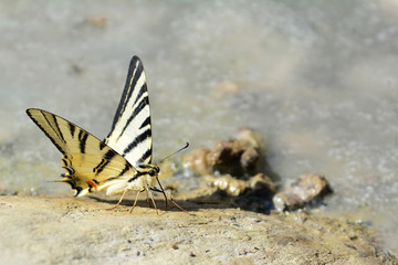 Butterfly on the rock