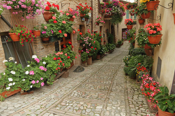 Fototapeta na wymiar old paved street with incredible many flowers, village Spello
