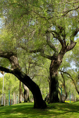 Large tree in the park