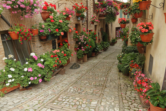 Fototapeta old paved street with incredible many flowers, village Spello