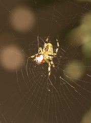 Spider eating a Ladybug