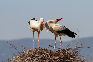Storks standing in their nest