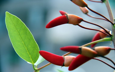 Fiori dell'albero del corallo © misterbike