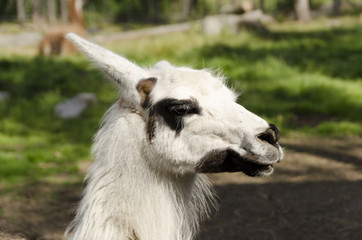 Lama © Lars-Ove Jonsson