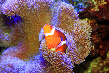 Fototapeta na wymiar Ocellaris clownfish or Common clownfish