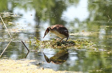 Eared grebe in its nest in the water