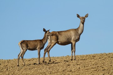 Deers on blue sky