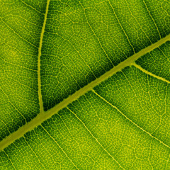 Green Leaf Texture