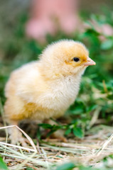 Chicken on a grass