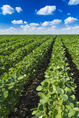 Soybean field ripening at spring season, agricultural landscape