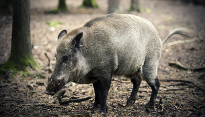 Wild boar behind the fence © wrzesientomek