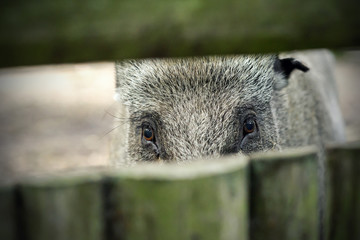 Wild boar looking through the fence