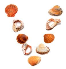 Letter V composed of seashells