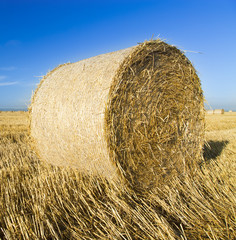 Wheat roll bales at field, sunrise scene
