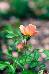 Obraz premium orange rose