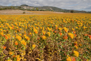 Yellow fields for ever