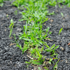 Green grasses on black soi