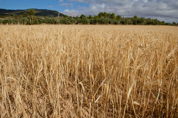 Alcarria cereal fields