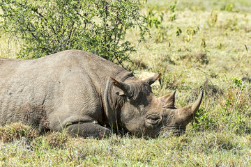 Kenia-Nashorn-18986