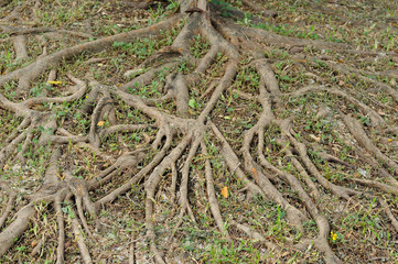 Tree root texture and pattern.