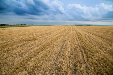 Wheat stubble field over stormy cloudscape