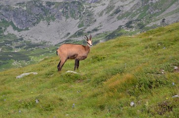 kozica górska - Tatry © robert6666