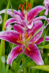 Fototapeta premium two pink and white lilies