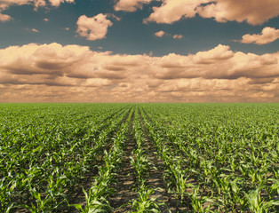 Fototapeta na wymiar Growing corn field, green agricultural landscape