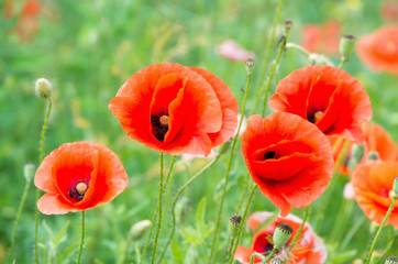 Field of red poppies