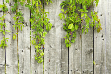 Wooden fence