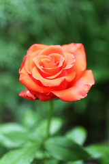 Beautiful rose in garden