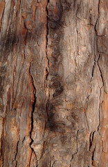 Bark of tree