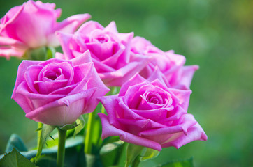 Pink roses