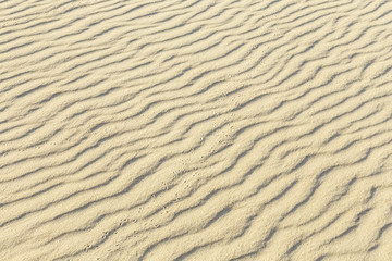 Bird tracks on the sand