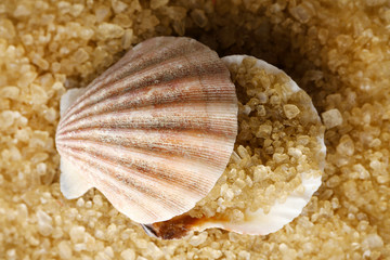 Sea salt and seashell,  close up