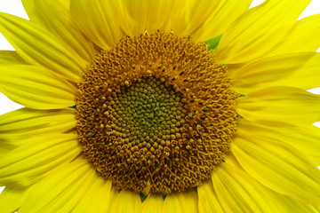 Naklejka premium Flower of a sunflower