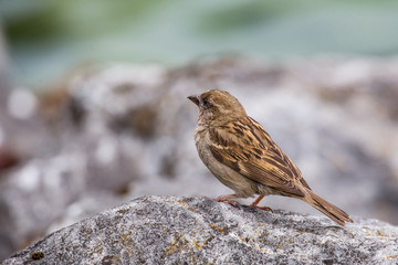 Spatz